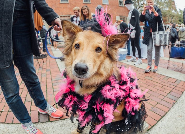 Howloween Pet Parade & Costume Contest Returns to Salem This Sunday